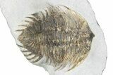 Rare Treveropyge Berbera Trilobite - Bou Lachrhal, Morocco #299842-2